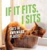 If It Fits, I Sits - Cats in Awkward Places (Hardcover) -  Photo