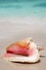 A Lovely Queen Conch Shell on the Beach Journal - 150 Page Lined Notebook/Diary (Paperback) - Cs Creations Photo