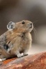 American Pika Ochotona Princeps Jasper National Park Alberta Canada Journal - 150 Page Lined Notebook/Diary (Paperback) - Cs Creations Photo