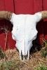 Texas Decoration, a Bull Skull Leaning on a Barn - Blank 150 Page Lined Journal for Your Thoughts, Ideas, and Inspiration (Paperback) - Unique Journal Photo