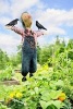 Scarecrow Guarding the Vegetables in the Garden - Blank 150 Page Lined Journal for Your Thoughts, Ideas, and Inspiration (Paperback) - Unique Journal Photo