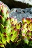 Hens and Chicks Succulent Plant in the Rocks - Blank 150 Page Lined Journal for Your Thoughts, Ideas, and Inspiration (Paperback) - Unique Journal Photo