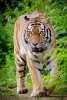 A Tiger Patrolling a Trail - Blank 150 Page Lined Journal for Your Thoughts, Ideas, and Inspiration (Paperback) - Unique Journal Photo