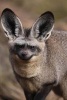 Bat-Eared Fox Journal - 150 Page Lined Notebook/Diary (Paperback) - Cool Image Photo