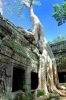 Ta Prohm Temple Angkor Wat Cambodia Journal - 150 Page Lined Notebook/Diary (Paperback) - Cool Image Photo