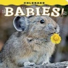 Colorado Babies! (Hardcover) - Steph Lemann Photo