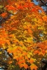 Fall Colors of the Norway Maple Tree - Blank 150 Page Lined Journal for Your Thoughts, Ideas, and Inspiration (Paperback) - Unique Journal Photo