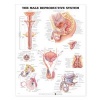 The Male Reproductive System Anatomical Chart (Wallchart, 3rd) - Anatomical Chart Company Photo