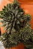 Hens and Chicks Succulent Plants on a Terra Cotta Pot Journal (Paperback) - Pen2 Paper Photo