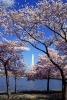 A View of the Washington Monument Through the Cherry Blossoms Journal - 150 Page Lined Notebook/Diary (Paperback) - Cs Creations Photo