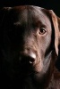 A Beautiful Chocolate Lab Posing for the Camera - Blank 150 Page Lined Journal for Your Thoughts, Ideas, and Inspiration (Paperback) - Unique Journal Photo