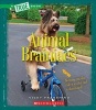 Animal Brainiacs (Hardcover) - Vicky Franchino Photo