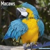 Macaws Calendar 2017 (Calendar) - Avonside Publishing Ltd Photo