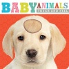 Touch and Feel Baby Animals (Board book) - Thomas Nelson Photo