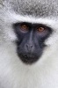 Vervet Monkey Portrait Journal - 150 Page Lined Notebook/Diary (Paperback) - Cool Image Photo