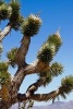 Joshua Tree Yucca Brevifolia in the California Desert - Blank 150 Page Lined Journal for Your Thoughts, Ideas, and Inspiration (Paperback) - Unique Journal Photo