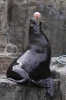 Playful Brown Fur Seal Journal - 150 Page Lined Notebook/Diary (Paperback) - Cool Image Photo