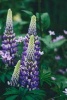 Lupines - Flowers Journal/Notebook/Diary (Paperback) - Anne Steel Photo