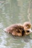 Cute Duckling Journal (Paperback) - Dibiasio Publications Photo