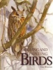 Drawing and Painting Birds (Paperback) - Tim Wootton Photo