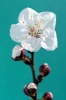 The Almond Blossom Journal - 150 Page Lined Notebook/Diary (Paperback) - Cool Image Photo