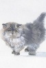 Watercolor Painting of a Grey Kitten - Blank 150 Page Lined Journal for Your Thoughts, Ideas, and Inspiration (Paperback) - Unique Journal Photo