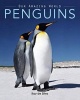 Penguins - Amazing Pictures & Fun Facts on Animals in Nature (Paperback) - Kay De Silva Photo