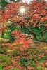 The Colors of a Japanese Maple Leaves in Autumn - Blank 150 Page Lined Journal for Your Thoughts, Ideas, and Inspiration (Paperback) - Unique Journal Photo