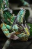 Veiled Chameleon Portrait Journal - 150 Page Lined Notebook/Diary (Paperback) - Cool Image Photo