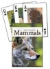 Mammals of the Southwest (Game) - Stan Tekiela Photo