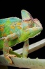 Yemen or Veiled Chameleon on a Cactus Leaf Journal - 150 Page Lined Notebook/Diary (Paperback) - Cool Image Photo