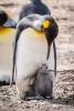 A King Penguin with a Gray Baby Chick Family Journal - 150 Page Lined Notebook/Diary (Paperback) - Cs Creations Photo