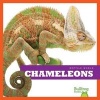 Chameleons (Hardcover) - Cari Meister Photo