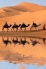 Camel Caravan in the Sahara Desert Journal - 150 Page Lined Notebook/Diary (Paperback) - Cs Creations Photo