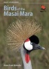 Birds of the Masai Mara (Paperback) - Adam Scott Kennedy Photo