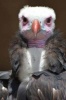 White-Headed Vulture Checking You Out Journal - 150 Page Lined Notebook/Diary (Paperback) - Cool Image Photo