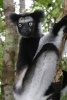 Indri Lemur Journal - 150 Page Lined Notebook/Diary (Paperback) - Cool Image Photo