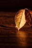 Autumn Leaf on a Table - Blank 150 Page Lined Journal for Your Thoughts, Ideas, and Inspiration (Paperback) - Unique Journal Photo