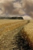 Wheat Field Journal - 150 Page Lined Notebook/Diary (Paperback) - Cool Image Photo