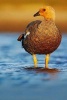 Kelp Goose in the Water Journal - 150 Page Lined Notebook/Diary (Paperback) - Cool Image Photo