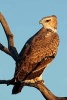 Martial Eagle African Bird of Prey Journal - 150 Page Lined Notebook/Diary (Paperback) - Cs Creations Photo