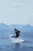 Orca Killer Whale Jumping Out of the Water Journal - 150 Page Lined Notebook/Diary (Paperback) - Cool Image Photo