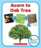 Acorn to Oak Tree (Paperback) - Lisa M Herrington Photo