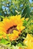 A Bouquet of Yellow Roses and Sunflowers - Blank 150 Page Lined Journal for Your Thoughts, Ideas, and Inspiration (Paperback) - Unique Journal Photo