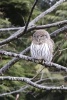 Pygmy Owl Perched in a Tree Journal - 150 Page Lined Notebook/Diary (Paperback) - Cs Creations Photo