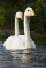 Whooper Swans (Cygnus Cygnus) Journal - 150 Page Lined Notebook/Diary (Paperback) - Cs Creations Photo