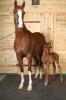 Horse and Foal Journal - 150 Page Lined Notebook/Diary (Paperback) - Cool Image Photo