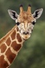 Say Hello to the Giraffe Journal - 150 Page Lined Notebook/Diary (Paperback) - Cool Image Photo