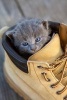 Adorable Gray Kitten in a Shoe Journal - 150 Page Lined Notebook/Diary (Paperback) - Cs Creations Photo