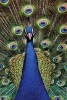 Peacock - Journal Log Doodle Sketch Drawing Note Book No Lines Unruled 6" X 9" 186 Pages (Paperback) - Express Yourself Journals Photo